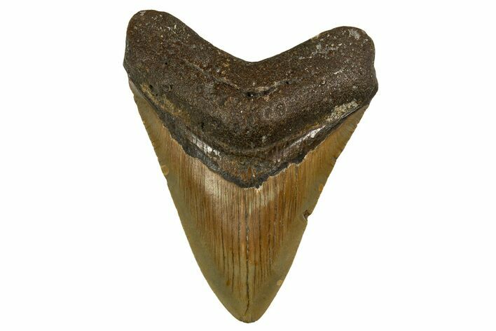 Fossil Megalodon Tooth - North Carolina #328068